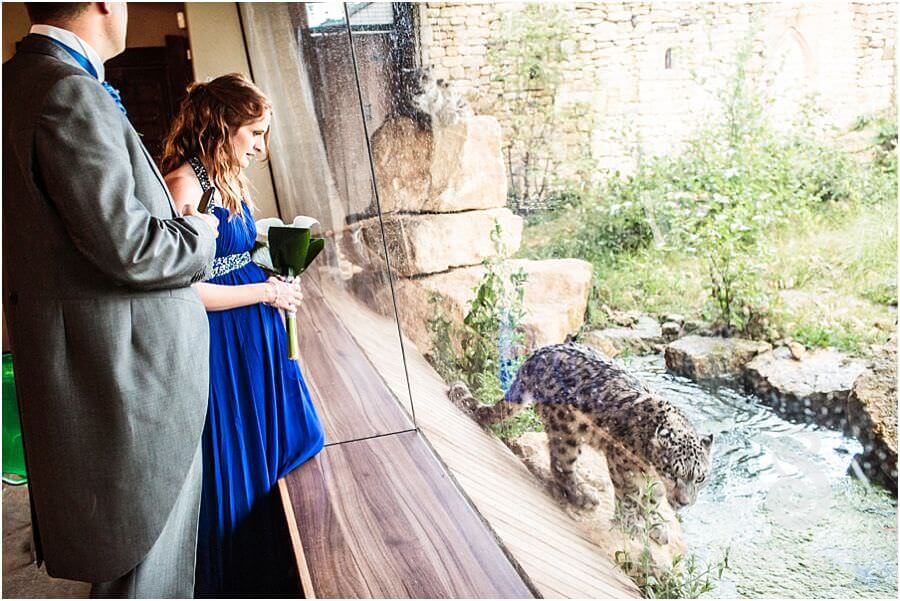 Reportage photographs of evening reception with the snow leopards at Twycross Zoo in Atherstone by Warwickshire Wedding Photographer Stuart James