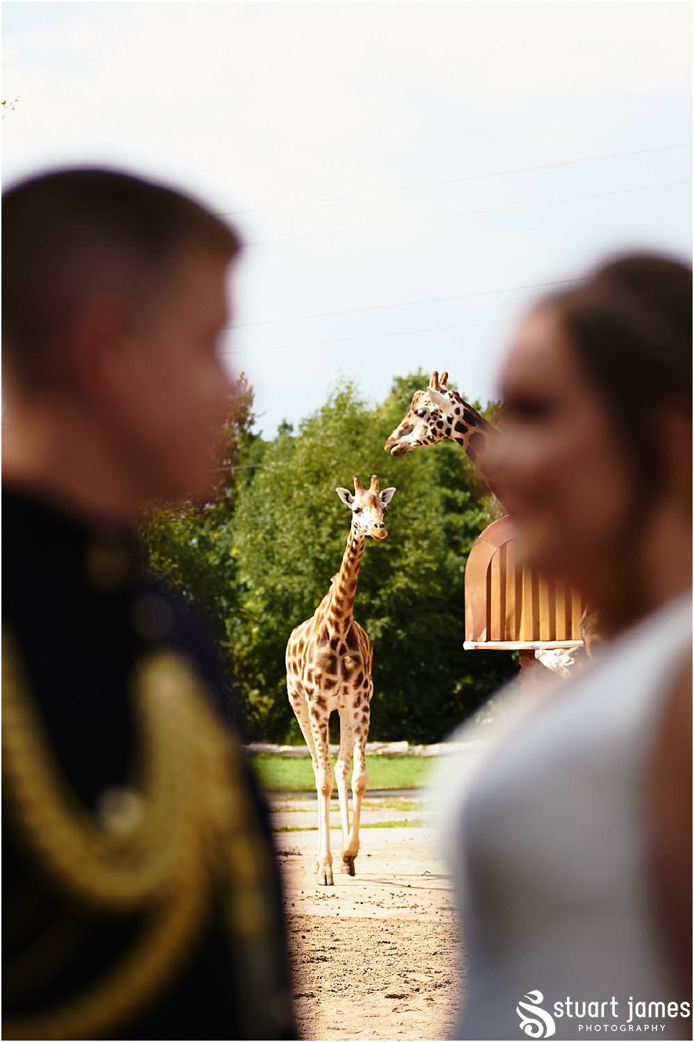 Fun portraits of the bride and groom with the inquisitive giraffe family at Chester Zoo in Chester by Documentary Wedding Photographer Stuart James