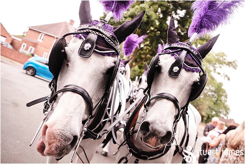 Carriage Horses dressed in Purple head pieces waiting for pull wedding carriage to The Village Hotel, Walsall at Holy Trinity Church in Eccleshall, photo by Stuart James Photography at Holy Trinity Church, Eccleshall
